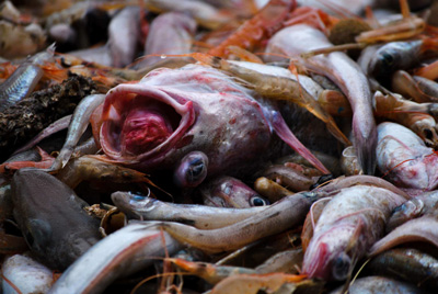 Caro Carlo Petrini, la tua disamina sul mare è troppo parziale!