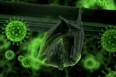 Lyssavirus - Non colpevolizziamo i pipistrelli!