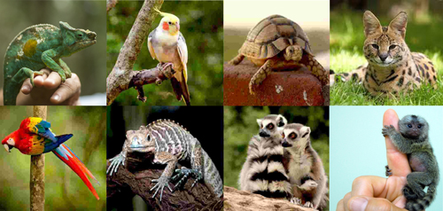 Nuove norme per la detenzione degli animali esotici