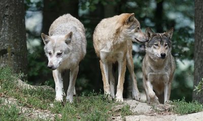 Povera costituzione! Poveri animali!