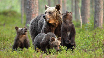Povera costituzione! Poveri animali!