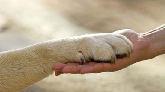 Quanto conosciamo dei nostri animali?