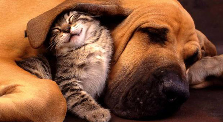 Quanto conosciamo dei nostri animali?