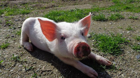 Quanto conosciamo dei nostri animali?