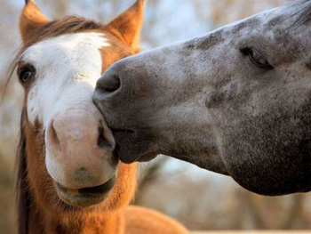 Quanto conosciamo dei nostri animali?