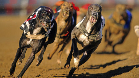 Un cinodromo in Italia: era proprio necessario far soffrire i cani?