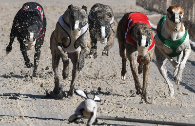 Un cinodromo in Italia: era proprio necessario far soffrire i cani?