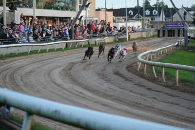 Un cinodromo in Italia: era proprio necessario far soffrire i cani?