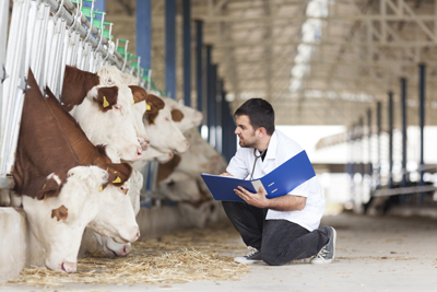 Una legge preoccupante - L’introduzione del veterinario aziendale e le problematiche che ne deriveranno