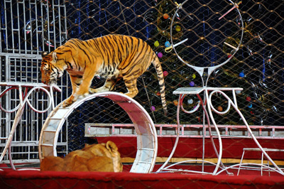 Una legge - riproposta - per fermare gli animali nei circhi