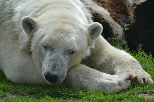 Orso polare